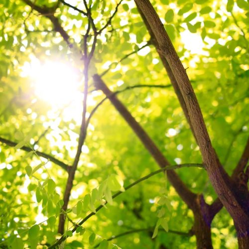 Sustentabilidade: Opte por uma energia limpa